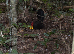 Alectura lathami