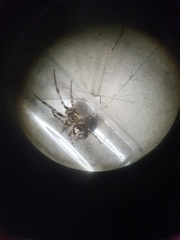 Zygiella montana