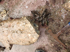 Zelithophaga truncata