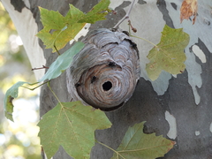 Dolichovespula maculata