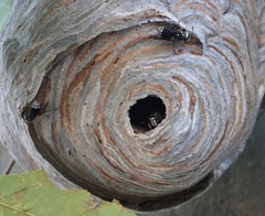 Dolichovespula maculata