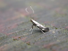 Calybites phasianipennella