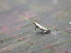 Calybites phasianipennella