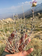 Monardella linoides sierrae