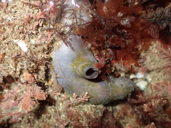 Asterocarpa coerulea
