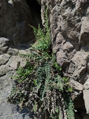 Cheilanthes hypoleuca
