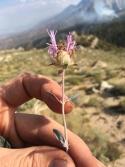 Monardella linoides sierrae