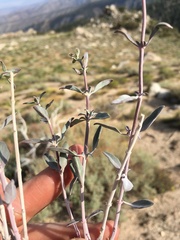 Monardella linoides sierrae