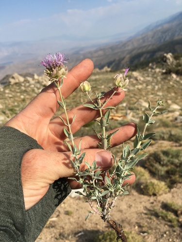 Image of Monardella linoides by (c) Martin Purdy, some rights reserved (CC BY)