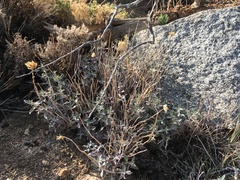 Monardella linoides sierrae