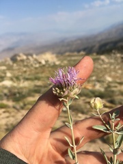 Monardella linoides sierrae