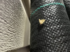 Glaphyria glaphyralis