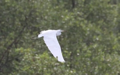 Egretta eulophotes