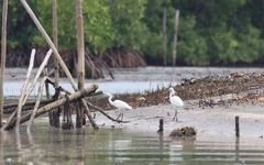 Egretta eulophotes