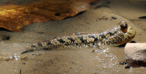 Barred Mudskipper