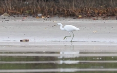 Egretta eulophotes