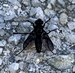 Melanophora