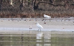Egretta eulophotes