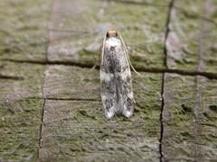 Oegoconia deauratella