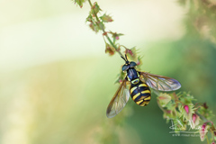 Chrysotoxum intermedium