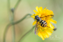 Chrysotoxum intermedium