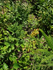 Solidago macrophylla