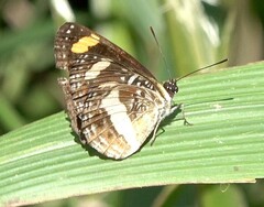 Neptis cormilloti