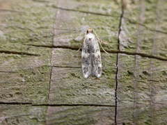 Oegoconia deauratella