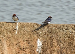 Hirundo smithii smithii