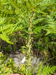 Schwalbea americana