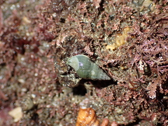 Buccinulum vittatum
