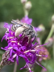 Melissodes denticulatus