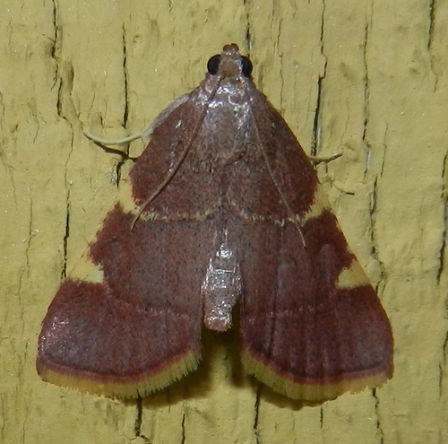Yellow-fringed Dolichomia Moth