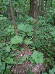 Aconitum lasiostomum