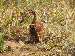 Pterocles bicinctus multicolor