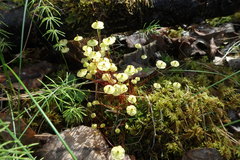 Splachnum luteum