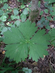 Aconitum lasiostomum