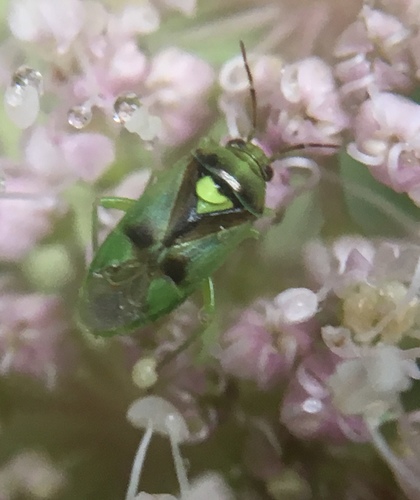 Orthops campestris photo 3