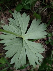 Aconitum lasiostomum