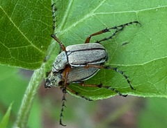 Macrodactylus uniformis