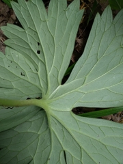 Aconitum lasiostomum