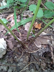 Aconitum lasiostomum