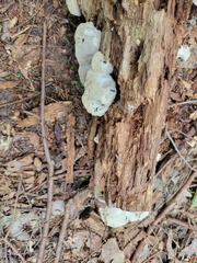 Tyromyces galactinus