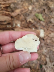 Tyromyces galactinus