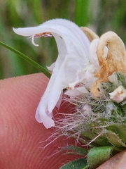 Monarda pectinata