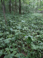 Aconitum lasiostomum