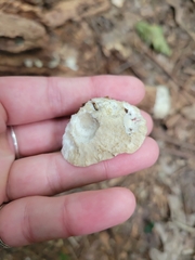 Tyromyces galactinus