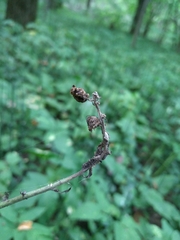 Aconitum lasiostomum
