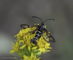 Synanthedon chrysidipennis