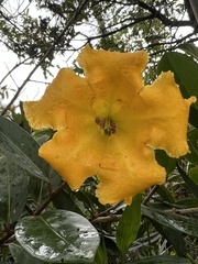 Schultesianthus coriaceus